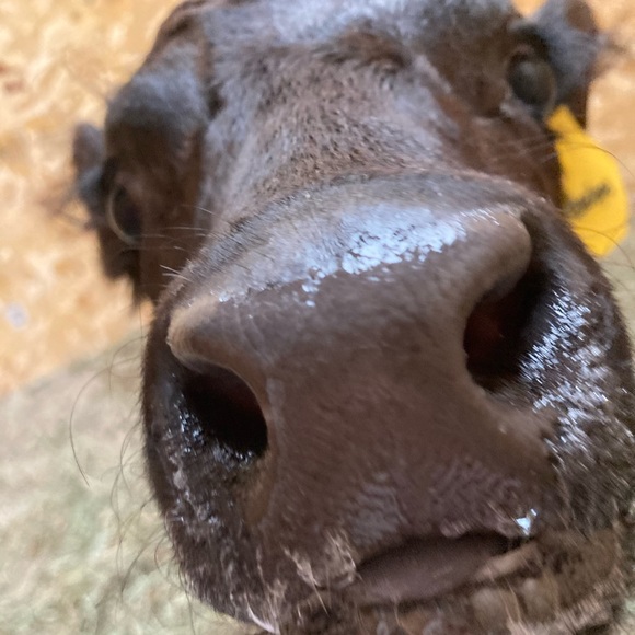 Meet your Posher, Hailey - Picture 1 of 1